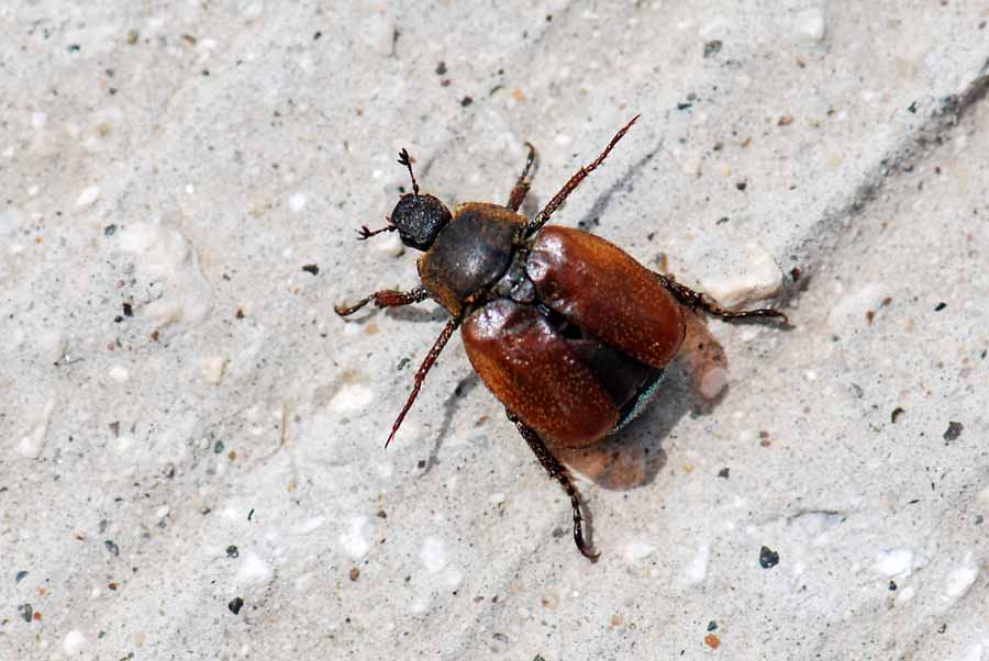 Dal Vicentino, da identificare: Hoplia argentea